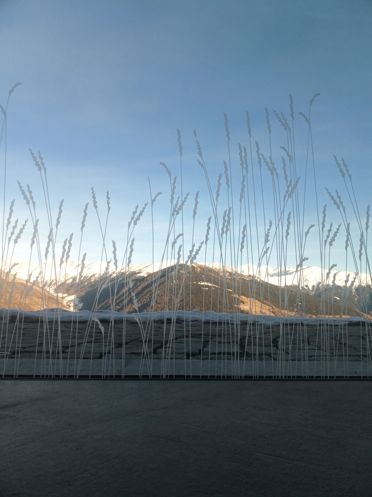 Gräsermotiv auf der Panoramascheibe vor der Vinschgauer Bergkette